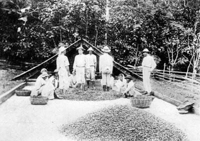 Cacao drogen, Trinidad, ca. 1900s door Unbekannt