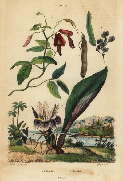 Donkere koraal erwten, Kennedia rubicunda, valse sarsaparilla, Hardenbergia violacea, en blackhorm door Unbekannt
