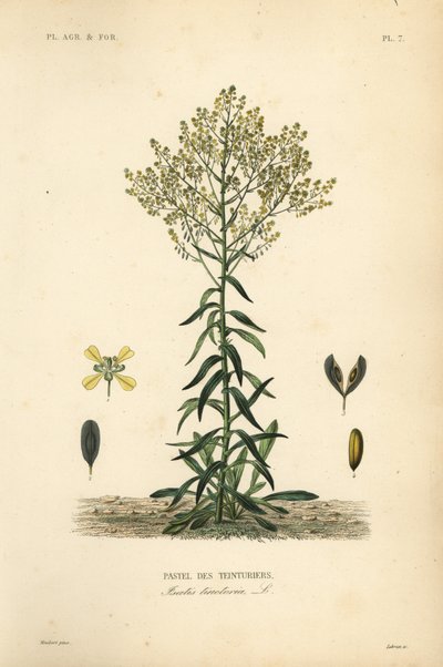 Wede, Isatis tinctoria, Pastel des Teinturiers door Unbekannt