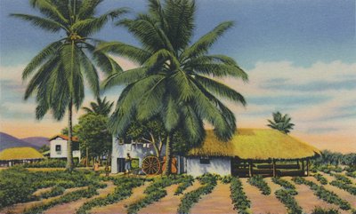 Oost-Indische Hutten, Trinidad, B.W.I., ca. 1940s door Unbekannt