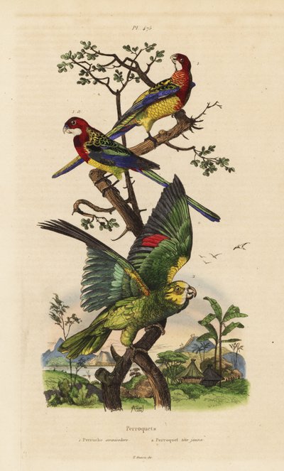 Oostelijke rosella, Platycercus exams, en geelgekroonde amazone, Amazona ochrocephala door Unbekannt