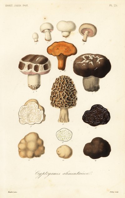 Eetbare paddenstoelen door Unbekannt