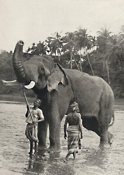 Olifant in de Mahavaliganga, 1926 door Unbekannt