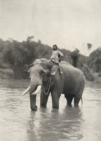Olifant met kornak in de Mahavaliganga door Unbekannt