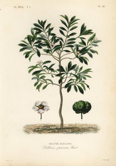 Olifantsappel, Dillenia indica door Unbekannt