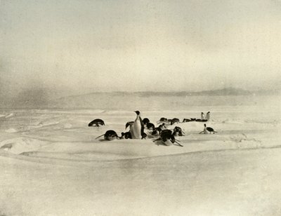 Keizers op de slee, ca. 1908, 1909 door Unbekannt