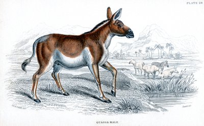 Gravure van een quagga, ca. 1830 door Unbekannt