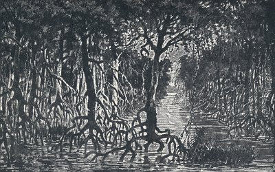 Equatoriaal Afrikaans Bos, 1924 door Unbekannt