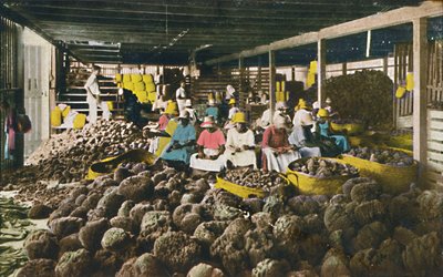 Esfakis - Sponsverpakhuis - Nassau, Bahama