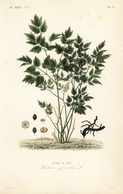 Eurasische christoffelkruid, Actaea spicata, Actee a epi door Unbekannt