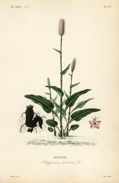 Europese adderwortel, Persicaria bistorta door Unbekannt