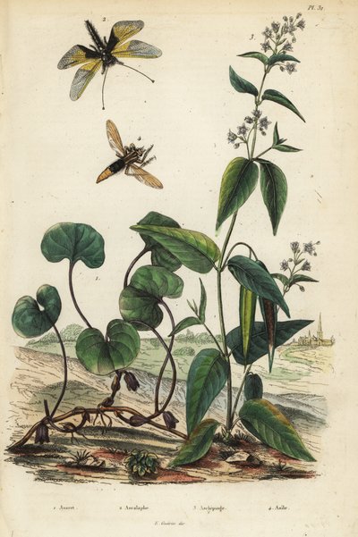 Europese wilde gember, Asarum europaeum, Libelloides longicornis, Ascalaphus longicornis, zijdeplant, Asclepias syriaca, en horzelroofvlieg, Asilus crabroniformis door Unbekannt
