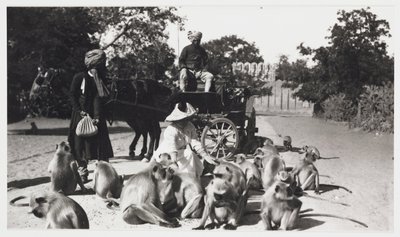 Europese vrouw die een troep apen voedt, India, circa 1910 door Unbekannt