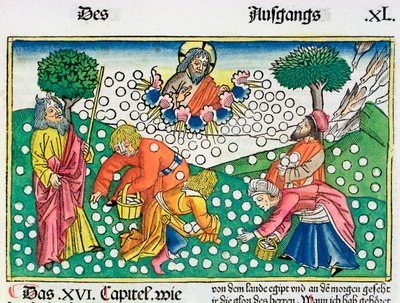 Exodus 16:13-22: God voorziet de Israëlieten van kwartels en manna door Unbekannt