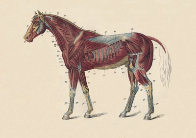 Externe spieren en pezen van het paardenlichaam, c1879 door Unbekannt