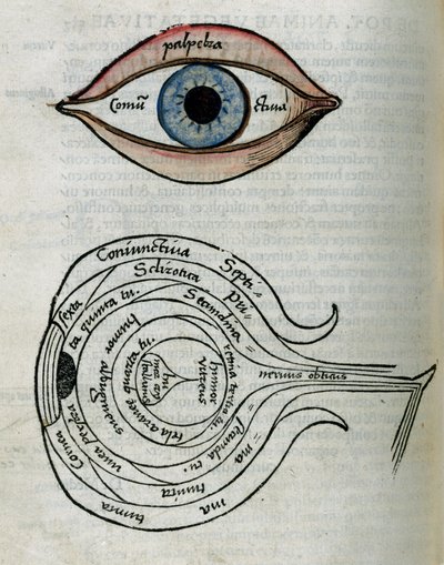 Ogen Structuur van het oog door Unbekannt