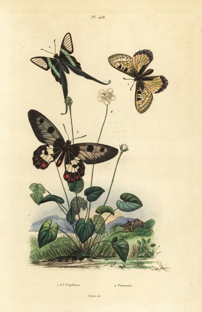 Valse apollo, Archon apollinus, witte drakenstaart, Lamproptera curius, en doorzichtige zwaluwstaart, Cressida cressida, parnassia, Parnassia palustris door Unbekannt