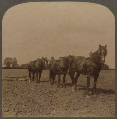 Landbouw in Engeland - Het land eggen, 1909 door Unbekannt