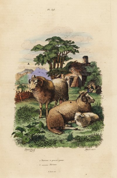 Vetstaartschaap, Ovis aries, en Merino schaap, Ovis aries door Unbekannt