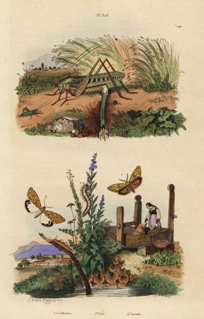Vrouwelijke wrattenbijter sprinkhaan die eieren legt, Decticus verrucivorus 4, gevederde mot, Spiris striata 1, en karmozijnvlekmot, Utetheisa pulchella 2, en Lixus paraplecticus kever 3. Lithosies, lixe, locuste door Unbekannt