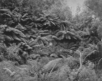 Fern-Tree Valley, onder Mount Wellington door Unbekannt