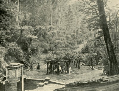 Varensboomlaantje en Pad, Mount Wellington, 1901 door Unbekannt