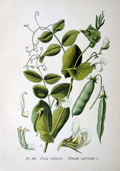 Veld- en Tuinerwt, 1893 door Unbekannt