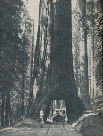 Fijn exemplaar van het grootste organisme dat ooit heeft geleefd, ca. 1935 door Unbekannt