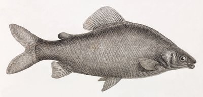 Vissen: Le Characin Nefasch door Unbekannt