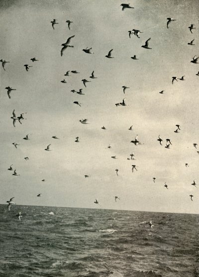 Vlucht van Antarctische stormvogels door Unbekannt