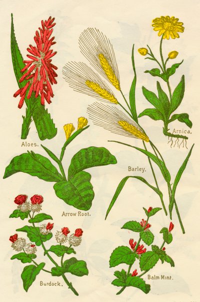 Bloemen: Aloë, Arnica, Pijlkruid, Gerst, Citroenmelisse, Klis, c1940 door Unbekannt