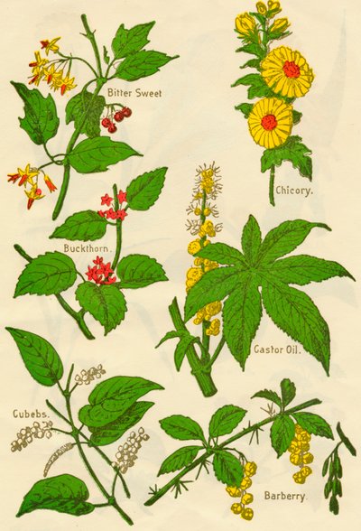 Bloemen: Bitterzoet, Wegedoorn, Kubeben, Cichorei, Ricinusolie, Berberis, ca. 1940 door Unbekannt