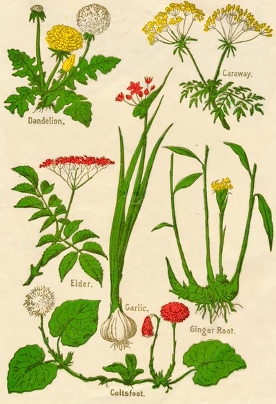 Bloemen: Paardenbloem, Karwij, Vlier, Knoflook, Klein hoefblad, Gemberwortel door Unbekannt