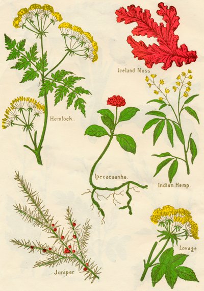 Bloemen: Gevlekte scheerling, IJslands mos, Ipecacuanha, Indiase hennep, Jeneverbes, Lavas, ca. 1940 door Unbekannt