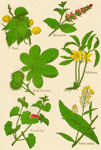 Bloemen: Hop, Paardenmunt, Paardenkastanje, Helleborus, Hondsdraf, Mierikswortel, ca. 1940 door Unbekannt