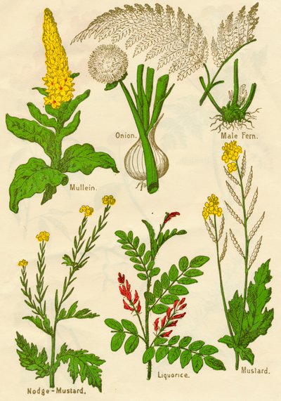 Bloemen: Koningskaars, Ui, Mannetjesvaren, Nodge-Mosterd, Zoethout, Mosterd door Unbekannt