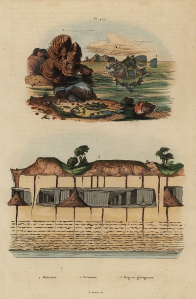 Fossiele brachiopoden, Discinisca lamellosa, ox-eyed oreo, Oreosoma atlanticum, en ondergrondse geologische organen bij Saint Pierre door Unbekannt
