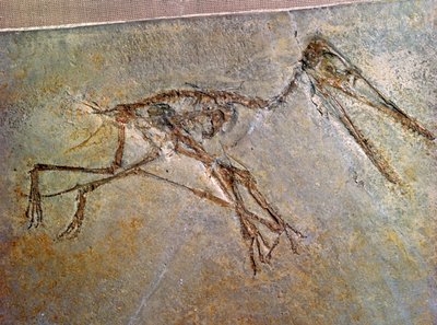 Fossiel skelet van een Pterodactylus, uit de collectie van het British Museum door Unbekannt
