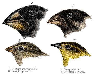 Vier van de vinksoorten waargenomen door Darwin op de Galapagoseilanden door Unbekannt