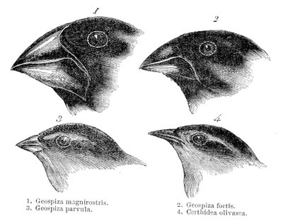 Vier van de Vinksoorten Geobserveerd door Darwin op de Galapagos Eilanden door Unbekannt