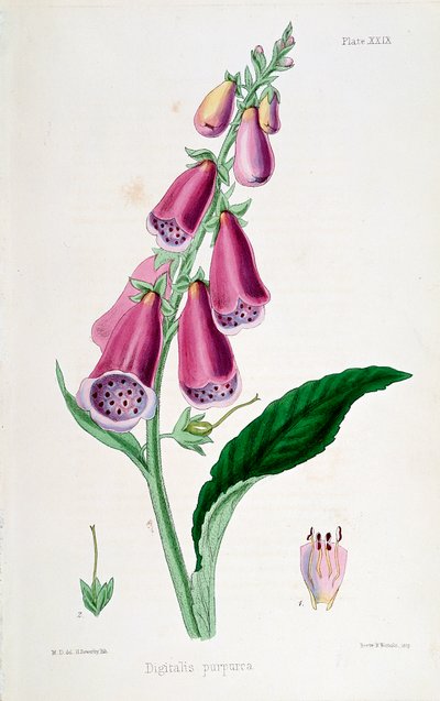 Vingerhoedskruid Digitalis purpurea, 19e eeuw door Unbekannt