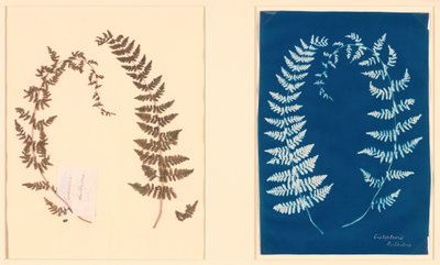Uit het Hatton Fern Album, ca. 1850 door Unbekannt