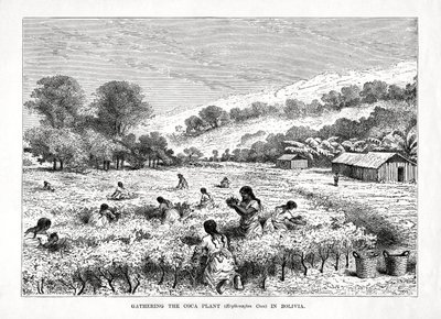 Verzamelen van de cocaplant Erythroxylum coca in Bolivia, 1877 door Unbekannt