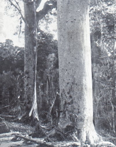 Grote Kauri-boom door Unbekannt