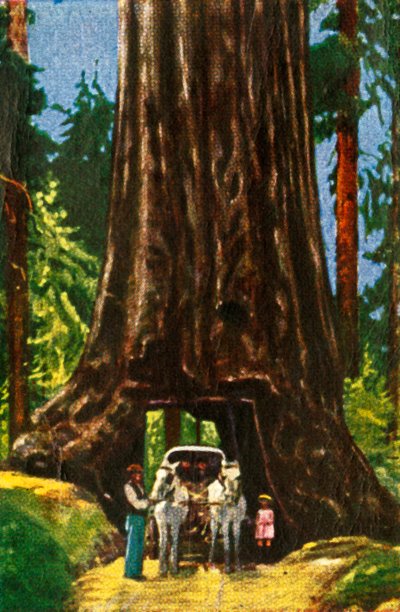 Giant Redwood in Californië, ca. 1928 door Unbekannt