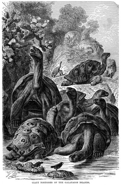 Reuzenschildpadden van de Galapagos Eilanden die door Darwin werden waargenomen, 1894 door Unbekannt