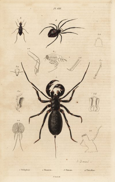 Reuzenzweepschorpioen, Mastigoproctus giganteus, kever, Theratus soort, en spin, Theridion soort door Unbekannt
