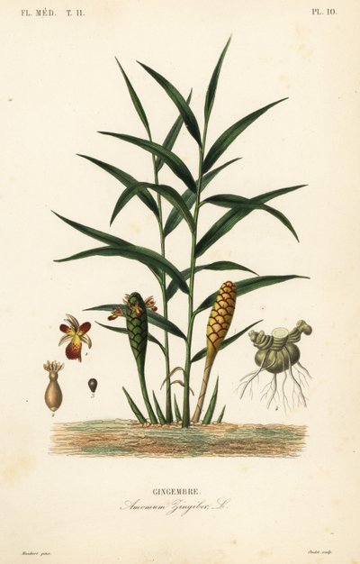 Gember of gemberwortel, Zingiber officinale, Amomum zingiber, Gingembre door Unbekannt