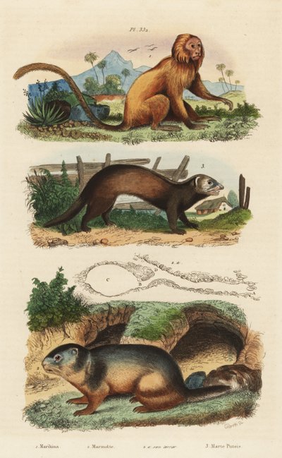 Gouden leeuwaapje, Leontopithecus rosalia, bedreigd, alpenmarmot, Marmota marmota en hol, en fret of bunzing, Mustela putorius door Unbekannt