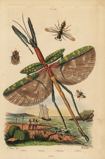 Goliath wandelende tak, Eurycnema goliath, vlieg, Phasia soort, bijenwolf, Philanthus triangulum, schorswants, Phloea corticata door Unbekannt